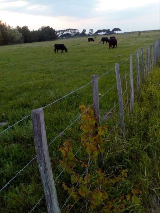 Aigues Mortes Studio De Vacances En Camargue エクステリア 写真