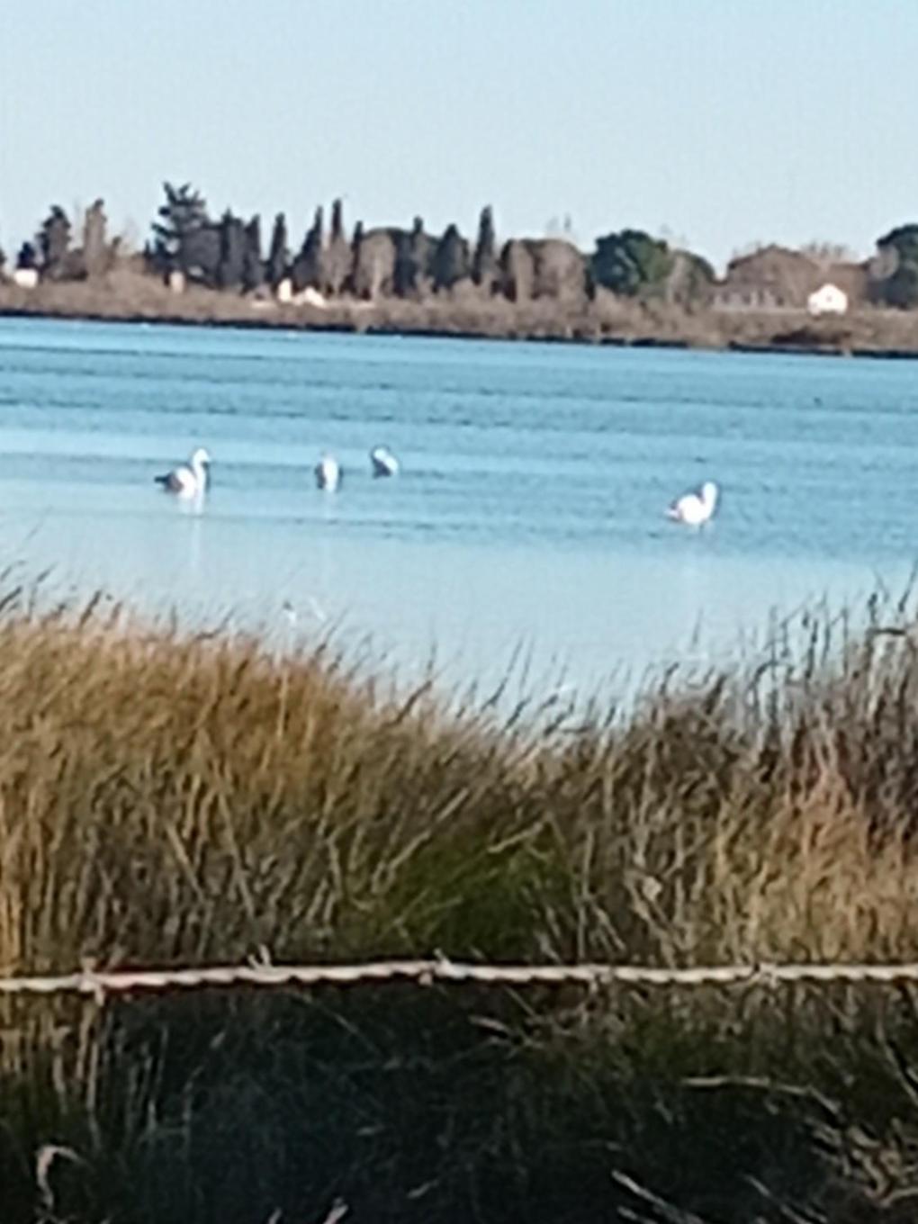 Aigues Mortes Studio De Vacances En Camargue エクステリア 写真